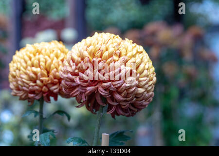 Portland, Oregon - 2018-11-21 - Feuer Chrysantheme mit Lan-Su Chinesischer Garten. Kombination von roten und gelben Farben machen es wie Feuer. Stockfoto