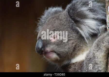 Koala / Phascolarctos cinereus in einem Baum Stockfoto