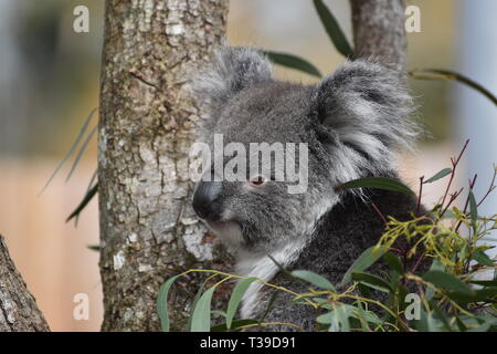 Koala / Phascolarctos cinereus in einem Baum Stockfoto