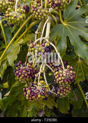 Fatsia japonica, Japanische oder false Aralia Rizinus Stockfoto