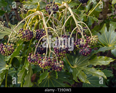 Fatsia japonica, Japanische oder false Aralia Rizinus Stockfoto