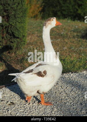 Graugans entlang einen Weg aus Kieselsteinen. Stockfoto