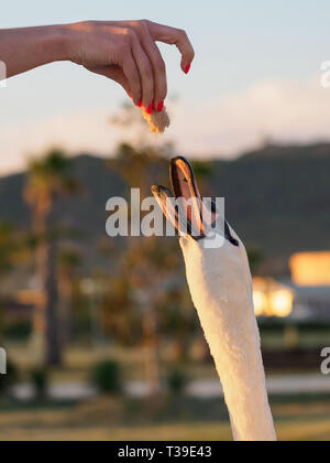 Das Mädchen feeds White Swan Brot bei Sonnenuntergang. Stockfoto