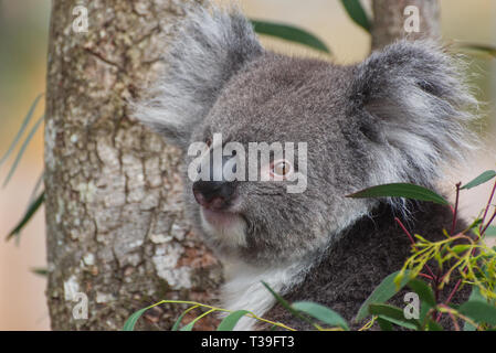 Koala / Phascolarctos cinereus in einem Baum Stockfoto