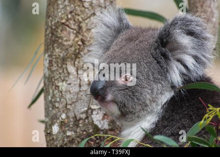 Koala / Phascolarctos cinereus in einem Baum Stockfoto