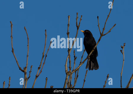 Amsel im Baum Stockfoto