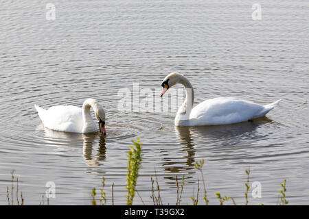 Höckerschwäne Stockfoto