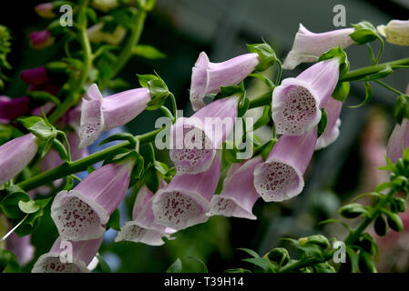 Fingerhut abgebildet ein wildflower, der lateinische Name ist Digitalis der Familie Plantaginaceae Reihenfolge der Lamiales. Höhere Einstufung Mehlbananen Stockfoto