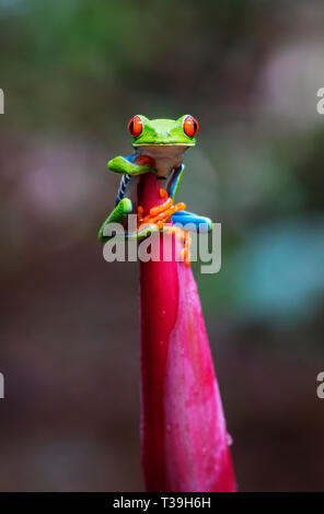 Rotäugigen Baumfrosch saß oben auf Zuckerrohr Werk ein Kaiser Stockfoto