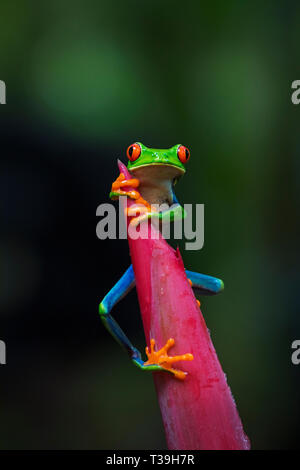 Rotäugigen Baumfrosch Klettern bis Emperor's Cane Anlage Stockfoto