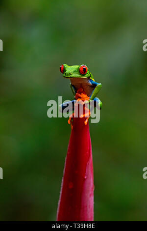 Rotäugigen Baumfrosch saß oben auf auf Emperor's Cane Anlage Stockfoto