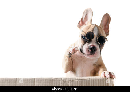 Süße französische Bulldogge tragen Sonnenbrille spielen in Feld auf weißem Hintergrund, pet im Sommer Konzept Stockfoto