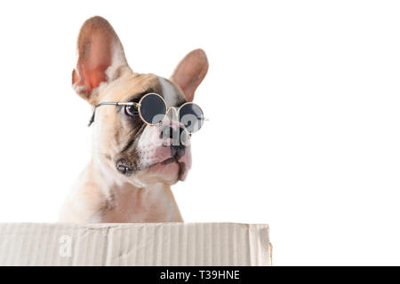 Süße französische Bulldogge tragen Sonnenbrille auf, auf weißem Hintergrund, pet im Sommer Konzept Stockfoto