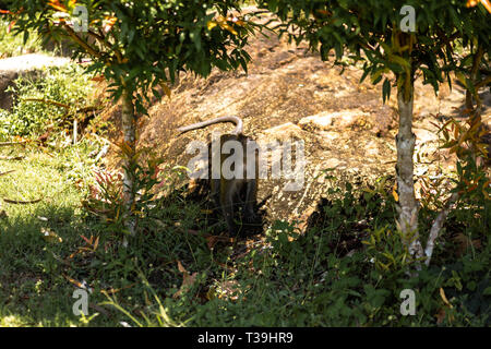 Affe sitzt unter Palmen auf der Insel Ko Chang in Thailand im April 2018 - Essen Stockfoto