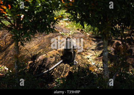 Affe sitzt unter Palmen auf der Insel Ko Chang in Thailand im April 2018 - Essen Stockfoto