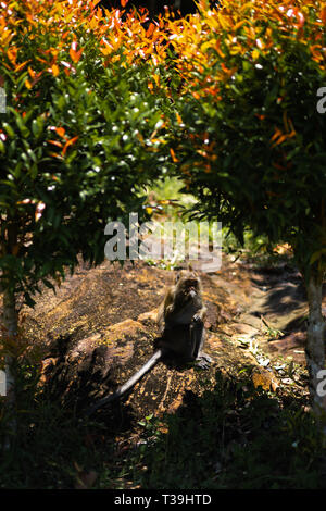 Affe sitzt unter Palmen auf der Insel Ko Chang in Thailand im April 2018 - Essen Stockfoto