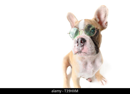 Französische Bulldogge tragen Sonnenbrille auf weißem Hintergrund, Sommer Konzept Stockfoto