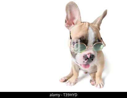 Süße französische Bulldogge tragen Sonnenbrille auf weißem Hintergrund, Sommer Konzept Stockfoto