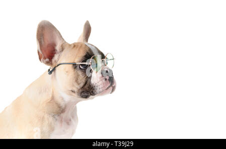 Süße französische Bulldogge tragen Sonnenbrille auf weißem Hintergrund, Sommer Konzept Stockfoto