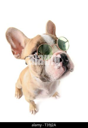 Französische Bulldogge tragen Sonnenbrille auf weißem Hintergrund, Sommer Konzept Stockfoto