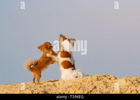 Freundschaft Konzept der zwei kleine Hunde chihuahua Haustiere umarmen einander stehen auf Sand auf blauen Himmel mit Copyspace Hintergrund Stockfoto