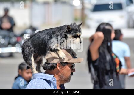 Hispanic Erwachsenen Mexikaner mit seinem echten Hund befreien auf seinem hatte in der Öffentlichkeit unter der tägliche Spaziergang zusammen am Sommer, der Messe in Santa Maria California USA Stockfoto