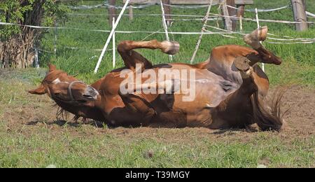 Pferd auf einer Wiese Überschlagen Stockfoto