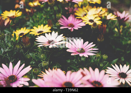 Die daisybushes oder Kapkörbchen. Osteospermum ist eine Gattung von Blütenpflanzen aus der Familie der Asteraceae Calenduleae. Stockfoto