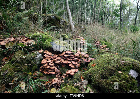 Cluster von Honig Pilz (Armillaria Mellea) wachsende um tote Baumstämme im Gras Holz in Wharfdale, North Yorkshire. Stockfoto