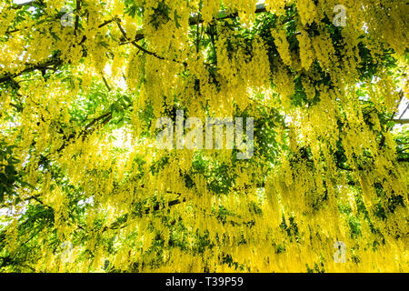 Goldregen Blumen in voller Blüte, über einen Bogen geschult Stockfoto