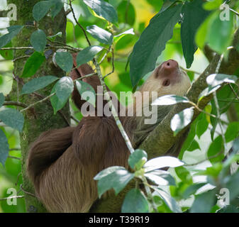 Festlegung auf seiner Rückseite eine Zwei-toed Sloth entspannt sich in der Armbeuge robuste Baum in der Überdachung eines Regenwald Costa Ricas. Stockfoto
