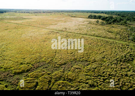 Cogongrass an Hardee County Park, Florida ist ein Beispiel für eine zurückgegebene Phosphat abgebaut oder Bereiche zurück zur produktiven Nutzung durch einen Prozess c Stockfoto