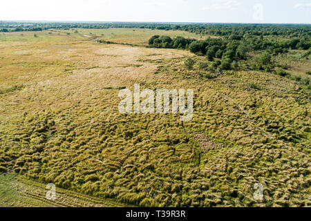 Cogongrass an Hardee County Park, Florida ist ein Beispiel für eine zurückgegebene Phosphat abgebaut oder Bereiche zurück zur produktiven Nutzung durch einen Prozess c Stockfoto