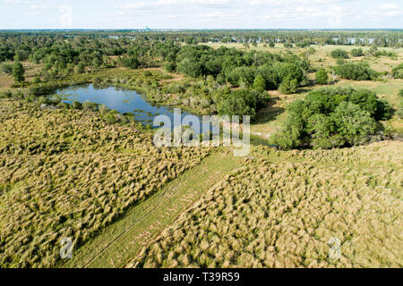 Cogongrass an Hardee County Park, Florida ist ein Beispiel für eine zurückgegebene Phosphat abgebaut oder Bereiche zurück zur produktiven Nutzung durch einen Prozess c Stockfoto