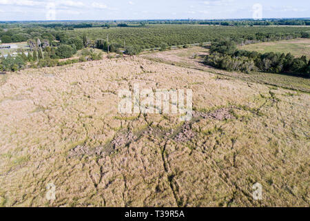 Cogongrass an Hardee County Park, Florida ist ein Beispiel für eine zurückgegebene Phosphat abgebaut oder Bereiche zurück zur produktiven Nutzung durch einen Prozess c Stockfoto