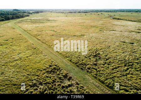 Cogongrass an Hardee County Park, Florida ist ein Beispiel für eine zurückgegebene Phosphat abgebaut oder Bereiche zurück zur produktiven Nutzung durch einen Prozess c Stockfoto