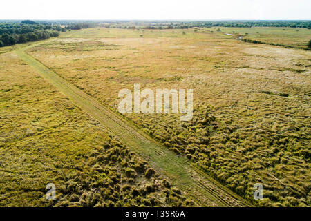 Cogongrass an Hardee County Park, Florida ist ein Beispiel für eine zurückgegebene Phosphat abgebaut oder Bereiche zurück zur produktiven Nutzung durch einen Prozess c Stockfoto