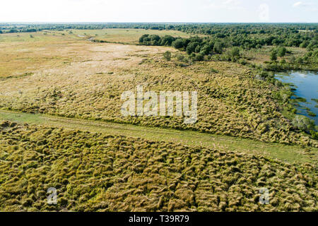 Cogongrass an Hardee County Park, Florida ist ein Beispiel für eine zurückgegebene Phosphat abgebaut oder Bereiche zurück zur produktiven Nutzung durch einen Prozess c Stockfoto