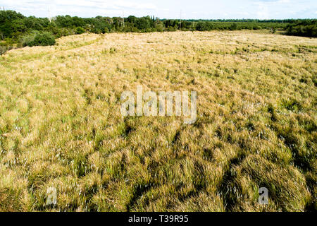 Cogongrass an Hardee County Park, Florida ist ein Beispiel für eine zurückgegebene Phosphat abgebaut oder Bereiche zurück zur produktiven Nutzung durch einen Prozess c Stockfoto