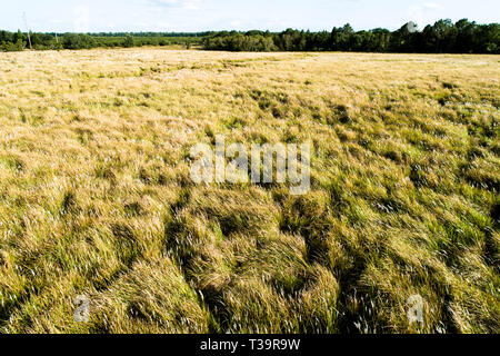 Cogongrass an Hardee County Park, Florida ist ein Beispiel für eine zurückgegebene Phosphat abgebaut oder Bereiche zurück zur produktiven Nutzung durch einen Prozess c Stockfoto