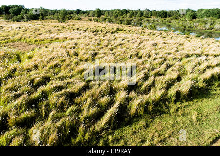 Cogongrass an Hardee County Park, Florida ist ein Beispiel für eine zurückgegebene Phosphat abgebaut oder Bereiche zurück zur produktiven Nutzung durch einen Prozess c Stockfoto