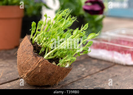 Close up Micro grün von Erbsen in Kokosnuss Stockfoto