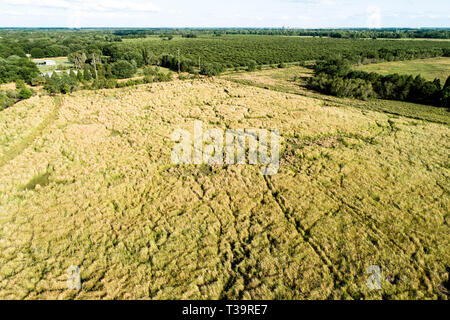 Cogongrass an Hardee County Park, Florida ist ein Beispiel für eine zurückgegebene Phosphat abgebaut oder Bereiche zurück zur produktiven Nutzung durch einen Prozess c Stockfoto