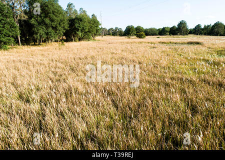 Cogongrass an Hardee County Park, Florida ist ein Beispiel für eine zurückgegebene Phosphat abgebaut oder Bereiche zurück zur produktiven Nutzung durch einen Prozess c Stockfoto