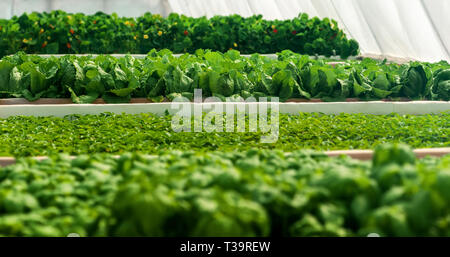 Salat im Gewächshaus pur Eco Frendly Landwirtschaft wachsen Stockfoto