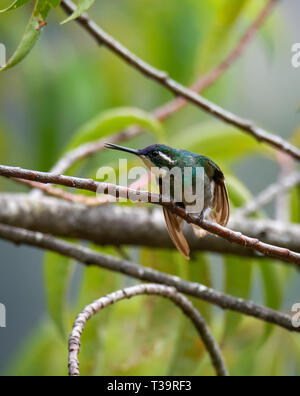 White-throated Berg-gem männlichen erstreckt sich in einer langsamen Kurve auf der linken Seite öffnet seinen Schnabel und Flügel ein wenig Stockfoto