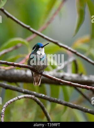 Mit Schnabel angehoben ein White-throated Berg-gem männlichen Hummingbird zeigt die blaue Federn über dem Schnabel Stockfoto