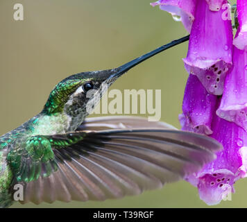 Mit ausgestrecktem Hals eine weibliche Grün - gekrönte Brillante hummingbird geschickt fügt ihr Schnabel weit in eine Blume, die Nektar zu gelangen Stockfoto