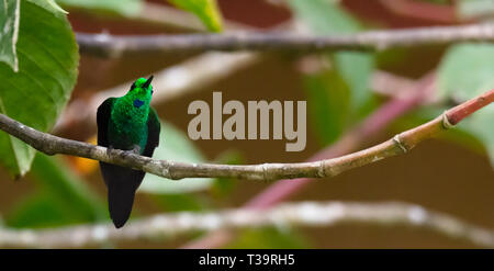 Mit ausgestrecktem Hals eine männliche Grüne - gekrönte Brillante Hummingbird stellt IT-Leiter die beste Ansicht zu erhalten, während sich der leuchtende grüne Federn von der Stockfoto