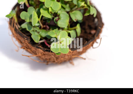 Raw microgreen Sprossen Sprossen, gesunde Ernährung Konzept in der Kokosnuss auf weißem Hintergrund Stockfoto